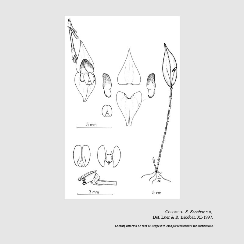 Lepanthes porracea